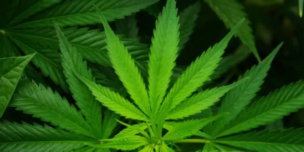 trucking hemp