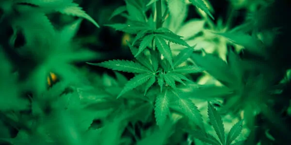 Marijuana In Trucking